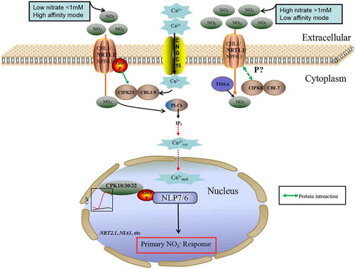 Figure 1. Calcium signaling networks mediating nitrate signaling pathway. NO3 – is sensed by CHL1/NRT1.1/NPF6.3 under both high and low concentrations. CIPK8 (a CBL-interacting protein kinase, interacting with CBL) regulates NRT1.1 in low-affinity responses, whereas CIPK23 (a CBL-interacting protein kinase, interacting with CBL1/9) phosphorylates NRT1.1 under high-affinity responses. CNGC15-NRT1.1 as a molecular switch controls the channel activity and Ca2+ influx. NRT1.1 and PLC activity co-regulate the increase in cytoplasmic Ca2+ concentration in response to NO3–. When Ca2+ accumulates in the nucleus, NLP7 is phosphorylated by CPKs and is retained in the nucleus to regulate PNR. Ca2+–CPKs–ANR1 signaling pathway is activated by unphosphorylated form of NRT1.1 (NRT1.1T101A) at high nitrate (HN) condition