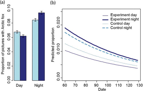 Figure 3. (a) Average proportion of photographs with Arctic foxes during day (07:00–19:00) and night (19:00–07:00) in the two study areas on Nordenskiöld Land, Svalbard. Dark blue denotes the experimental area with high snowmobile traffic and light blue the control area with low snowmobile traffic. The error bars indicate 95% CIs estimated from binomial distributions. (b) Predicted proportion of photographs of Arctic foxes at camera-traps during the season in the experimental area (dark blue) and control area (light blue), for day and night in relation to camera-day-ID as predicted by the selected GLMM. Predictions were based on the fixed effect variable only.