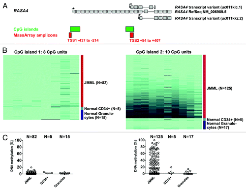 Figure 1. The second RASA4 CpG island is frequently hypermethylated in JMML. (A) Structure of the RASA4 genetic locus and composition of transcript variants. Large gray boxes represent coding exons; small gray boxes, 5′ untranslated region; arrows, transcription start sites; green boxes, CpG islands; red boxes, amplicons used for mass spectrometry-based (MassArray) quantification of CpG methylation. (B) Color-coded map of CpG methylation in RASA4 CpG islands 1 and 2. The color gradient ranges from light green (0% methylation) to dark blue (100% methylation). Columns represent CpG units and rows represent DNA samples. (C) Dot plot of average CpG methylation for RASA4 CpG islands 1 and 2. Abbreviations: TSS, transcription start site; CpG, cytosine-phospho-guanine; JMML, juvenile myelomonocytic leukemia.