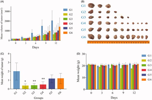 Figure 7. Tumor volume growth curve (A), solid tumor sample (B) (two mice died during the experiment), mean tumor weight (C), weight change of NOD.SCID mice (D). The blank group (G1, three, physiological saline 20 μL), DOX positive group (G2, six, 11.25 mg · kg−1), nano-realgar group (G3, six, 70 mg · kg−1), and high (G4, ten, 70 mg · kg−1), middle (G5, ten, 35 mg · kg−1), and low (G6, ten, 17.5 mg · kg−1) EGCG-RNPs groups. All groups were treated once per day for 13 consecutive days. *, **Significantly different from the G1 group, p < 0.05 and p < 0.01, respectively.