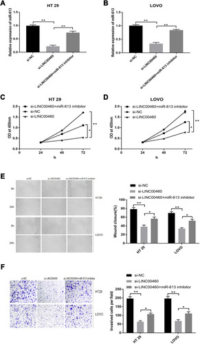 Figure 4 MiR‐613 mediated the tumor‐suppressive effects of LINC00460 knockdown on HT29 and LOVO cells. (A and B) Relative expression of miR‐613 was determined in (A) HT29 and (B) LOVO cells transfected with si‐NC, si‐LINC00460, and si‐LINC00460 + miR‐613 inhibitor. (C and D) Cell proliferation was determined by CCK‐8 assay in HT29 (C) and LOVO (D) cells transfected with si‐NC, si‐LINC00460, and si‐LINC00460 + miR-613 inhibitor. (E and F) Cell migration (E) and invasion (F) were determined in HT29 and LOVO cells transfected with si‐NC, si‐LINC00460, and si‐LINC00460 + miR‐613 inhibitor. *p < 0.05, **p < 0.01.