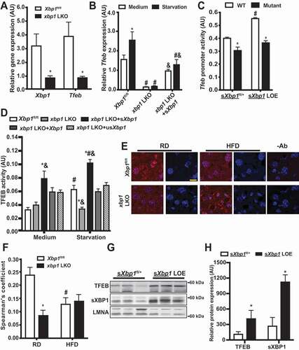 Figure 3. sXBP1 activates TFEB in the liver. (A and B) Levels of mRNAs encoding tested proteins in (A) liver and (B) primary hepatocytes isolated from Xbp1fl/fl mice and xbp1 LKO mice as assessed by quantitative RT-PCR. Data are normalized to Hprt. * indicates statistical significance compared to (A) Xbp1fl/fl, and (B) treatment of medium in the same cell type. # indicates statistical significance compared to the Xbp1fl/fl group with the same treatment; and & indicates statistical significance between xbp1 LKO groups in (B) (n = 3–4, biological replicates). (C) Activity of the Tfeb promoter in primary hepatocytes from sXbp1fl/+ and sXbp1 LOE mice following transfection with the indicated Tfeb-Luc constructs for 48 h and subsequent treatment with EBSS (starvation, 4 h). The data were normalized to Renilla luciferase. * indicates statistical significance compared to WT construct within the same genotype, and # indicates statistical significance compared to sXbp1fl/+ cells with the same construct (n = 4, biological replicates). AU, arbitrary units. (D) Activity of TFEB in primary hepatocytes from Xbp1fl/fl mice and xbp1 LKO mice transduced with the indicated adenoviral constructs; the Ad-GFP was used as a control virus. Cells were isolated and then transfected with 4XCLEAR luciferase reporter construct for 48 h and subsequently treated with EBSS (starvation, 4 h). The data were normalized to those for Renilla luciferase. * indicates statistical significance compared to the Xbp1fl/fl group with same treatment, # indicates statistical significance compared to treatment with medium in cells with same construct, and & indicates statistical significance between xbp1 LKO groups with the same treatment (n = 4, biological replicates). AU, arbitrary units. (E) Representative confocal images (63X) of TFEB staining in livers of Xbp1fl/fl and xbp1 LKO mice fed a RD or HFD (16 wks on HFD, fasted for 16 h). Red, TFEB; blue, DAPI. -Ab: no anti-TFEB controls. Scale bar: 20 μm. (F) Quantification of co-localization of TFEB staining in livers in (E). * indicates the statistical significance compared to the Xbp1fl/fl group, and # indicates the statistical significance between RD and HFD in the same genotype of mice (8 fields/group; n = 3, biological replicates). (G) Western blot analysis showing expressions of XBP1 and TFEB in nuclear fractions from livers of sXbp1fl/+ and sXbp1 LOE mice following fast for 16 h. (H) Quantification of TFEB and sXBP1 nuclear expression in livers from sXbp1fl/+ and sXbp1 LOE mice as in (G). All data are shown as means ± SEM. * indicates the statistical significance compared to the sXbp1fl/+ group (n = 3–4 biological replicates). Statistical significances were determined by Student’s t-test in A and H, and ANOVA followed by Tukey’s multiple comparisons test in B-D and F, p < 0.05