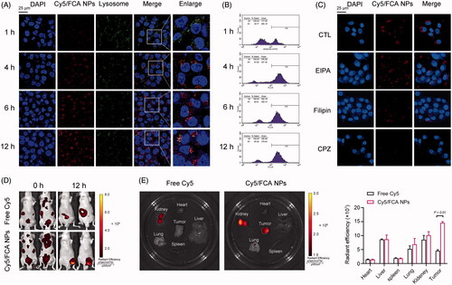 Figure 3. Cellular distribution and uptake of the FCA NPs. (A) CLSM images of the colocalization of human A375 cells and FCA NPs for 1, 4, 6, and 12 h (scale bars: 25 μm). (B, C) Cell uptake and quantitative analysis of the mean fluorescence intensity by flow cytometry for 1, 4, 6, and 12 h. (D) Representative fluorescence microscopy images of human A375 cells treated with Cy5-labeled FCA NPs exclusively or in combination with indicated inhibitors (scale bars: 25 μm). (E) Fluorescence imaging of the biodistribution of the FCA NPs in vivo. (F) Fluorescence imaging of the major organs and tumors. Cy5-labeled FCA NPs: Cy5/FCA NPs.