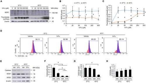 Figure 4. Effects of hyperthermia and 5-Fu on chemoresistance-related proteins and oxidative status. (A–C) Cells were treated with or without increasing doses of 5-Fu at 37 or 43 °C for 1 h, followed by incubation at 37 °C for 23 h. Levels of MDR1 and thymidylate synthase were measured by western blotting. *: p < 0.05 compared to 0 μM 5-Fu at 37 °C. @: p < 0.05 compared to 0 μM 5-Fu at 43 °C. #: p < 0.05; significant difference between indicated dose of 5-Fu at 37 and 43 °C. (D) Oxidative stress was measured by DCF-DA flow cytometry. Numbers show percent positive cells. (E–H) Cells were treated with or without 5-Fu (25 μM) at 37 or 43 °C for 1 h, then incubated at 37 °C for 23 h. Levels of catalase, SOD1 and SOD2 were measured by western blotting. Quantification of band intensities was performed using ImageJ. *: p < 0.05: significance between indicated groups. Veh: vehicle.