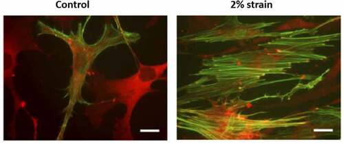 Figure 2. Cells respond to mechanical force by forming F-actin structures.