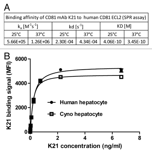 Figure 1. Humanized K21 antibody binds to human and cynomolgus monkey CD81 with similar affinity. (A) Binding affinity measurement of anti-CD81 mAb K21 to recombinant human CD81 ECL2 protein using SPR assay. K21 antibody was immobilized using rabbit anti-mouse antibody. The analyte CD81 ECL2 was injected at 100 µl/min for three minute association time. The dissociation was monitored for 10 min. Data are from one representative experiment. (B) Human and cynomolgus monkey primary hepatocytes were incubated with serially diluted K21 mAb and PE- labeled anti-human IgG1 antibody, and analyzed by FACS. Data are from 3 independent experiments showing mean and standard deviation.