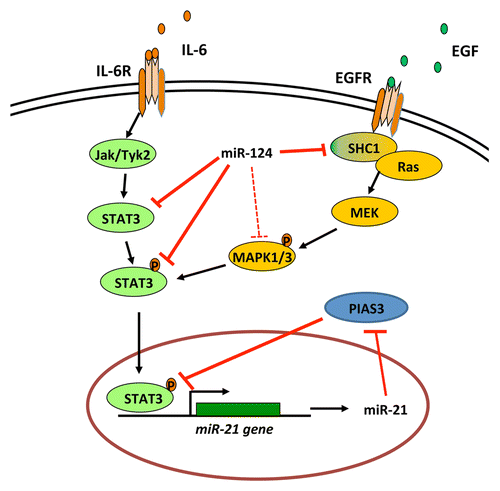 Figure 1. Inhibitory activity of miR-124 on multiple nodes of the STAT3 signaling pathway. Signal transducer and activator of transcription 3 (STAT3) can be activated by a variety of ligands, including interleukin-6 (IL-6) and the epidermal growth factor (EGF). miR-124 not only can downregulate signal transducers like SHC1 and STAT3, but also can occasionally inhibit the phosphorylation of mitogen-activated protein kinases 1 and 3 (MAPK1 and MAPK3), probably in a contextual fashion, when IL-6 is absent and cells are highly dependent on EGF receptor (EGFR) signaling.