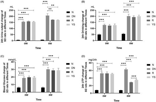 Figure 1. Effects of Yishen capsule on physiological index in rats with DN. (A) 24-h urine output; (B) Water intake; (C) Random blood glucose level; (D) 24 h urinary total protein (24 h UTP). Values are presented as the mean ± SD. n = 8–10. **p < 0.01; ***p < 0.001.