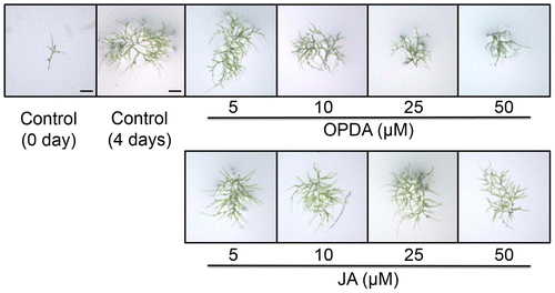 Fig. 1. Effects of OPDA on protonema prolongation in P. patens.