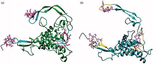 Figure 7. Interaction of peptide with all three considered domains of Wnt3 and Wnt3a using induced fit docking (IFD) docking approach. (a) Docked complex of Wnt3 (green) with peptide 4 (magenta) against three binding pockets (cyan). (b) Docked complex of Wnt3a (cyan) with peptide 11 (magenta) against three binding pockets (yellow). Blue-colored lines show palmitoleic acid attached to Wnt proteins.