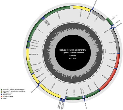 Figure 2. Circular gene map of the Gobionotothen gibberifrons mitochondrial genome, created and visualized by the MitoFish webserver (Sato et al. Citation2018) and Chloroplot software (Zheng et al. Citation2020), respectively. The inner circle of the image represents the GC% per every 5 bp of the mitogenome, with darker lines indicating higher GC% levels. The arrows inside and outside the innermost circle indicate the transcription direction of genes encoded on the light and heavy strands, displayed inside and outside the outermost circle, respectively.
