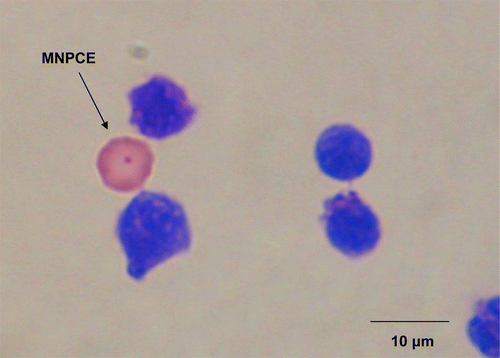 Figure 2.  Micronucleated polychromatic erythrocyte (MNPCE).