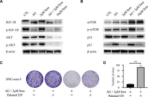 Figure 6 Sub-toxic AG-1024 combined with sorafenib enhance G1/S arrest via activating the mTOR/p21 signaling pathway. (A and B) Western blot analysis of IGF-1R, p-IGF-1R, AKT, p-AKT, mTOR, p-mTOR, p53 and p21 in SNU-sora-5. (C and D) Colony formation of SNU-sora-5 with various treatments and the number of clones were counted. SNU-sora-5 was exposed to co-administration treatment with or without Palomid 529. Data are shown as mean ± SD. Student’s t-test was used for two-group comparisons. **P <0.01.