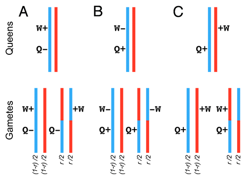 Figure 1. Recombination and the evolution of caste specialization. Recombination can enhance concurrent selection on initially linked mutations that influence queen and worker traits. We assume that both mutations are recent (i.e., have low frequency). We depict frequencies of the different gametes assuming a recombination rate r, which ranges between 0 to 50% (i.e., free recombination). (A) A haplotype containing a slightly deleterious mutation affecting queens linked to a beneficial mutation affecting worker traits and enhancing colony fitness. Recombination can generate a haplotype containing the beneficial worker mutation and the wild-type queen allele, thereby facilitating both positive selection (on the ‘worker’ mutation) and purifying selection (on the ‘queen’ mutation). (B). A haplotype containing a beneficial mutation affecting a queen trait linked to a slightly deleterious mutation affecting a worker trait. Recombination can facilitate concurrent positive selection (on the ‘queen’ mutation) and purifying selection (on the ‘worker’ mutation). (C) Two haplotypes, each containing a beneficial mutation affecting a queen, and a worker trait respectively. These two mutations are on different haplotypes but are spatially proximate. Without recombination, selection will fix one haplotype at the expense of the other. However, one of the recombinant gametes will contain both beneficial mutations allowing for concurrent positive selection on queen and worker traits.