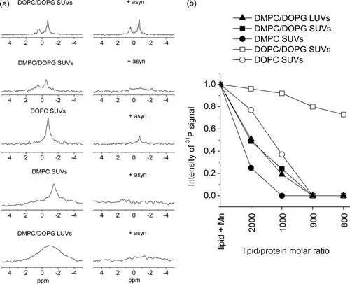 Figure 2.  Results of 31P MAS NMR experiments to investigate the effects of asyn on the permeability of phospholipid vesicles. Spectra of initially intact SUVs composed of DOPC/DOPG, DMPC/DOPG, DOPC, DMPC and LUVs of DMPC/DOPG, after addition of Mn2 +  are shown before (left) and after (right) the addition of asyn to a lipid/protein molar ratio of 1 000:1 (a). The signal observed after the addition of protein is a measure of the amount of intact vesicles remaining. Figure b, summarizes the 31P signal intensity remaining after the addition of Mn2 +  and asyn to lipid/protein molar ratios 2 000:1, 1 000:1, 900:1 and 800:1 of various phospholipid compositions as shown. Intensity values are scaled with lipid alone equal to 1. All experiments were performed at 30°C.