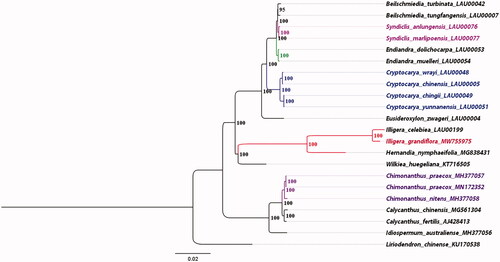 Figure 1. The ML phylogenetic tree for I. grandiflora based on other 21 species (11 in Lauraceae, 2 in Hernandiaceae, 1 in Monimiaceae, 6 in Calycanthaceae, and 1 in Magnoliaceae) plastid genomes; the complete plastome sequences were from Lauraceae Chloroplast Genome Database (https://lcgdb.wordpress.com/) (13 species those numbers ending with LAU) and NCBI (other 9 species).