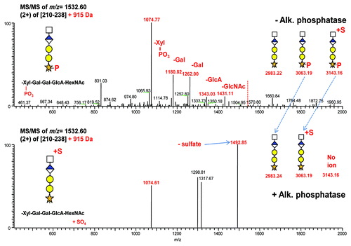 Figure 7. Mass spectra obtained from CID activation of linker peptide + 915 Da (m/z 1532.60). Top panel: No alkaline phosphatase treatment. Phosphorylated xylose is stable and lost as a single entity as indicated by the intense 1180.8 fragment ion. Bottom panel: Alkaline phosphatase treatment. Phosphate has been removed, however sulfate from the 3143.16 Da mass in Figure 4 remains. The resulting ion is labile and yields non-productive spectra.