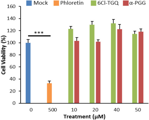 Figure 7 α-PGG and 6Cl-TGQ did not affect cell viability. Treatments of α-PGG or 6Cl-TGQ at various compound concentrations for 24h do not alter cell viability of INS-1832/13 cells. Phloretin used as a positive control for cell death. Data are expressed as means ± SEM, N=3–6, ***p<0.001.