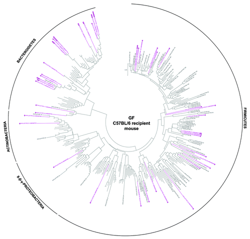 Figure 3. Taxonomic distribution of the 16S rRNA gene sequence phylotypes from the human-donor bacterial community which were detected by 454-pyrosequencing analysis within the GF C57BL/6 recipient mouse. Branching orders correspond to that of the human-donor bacterial community (Fig. S5) although the type strain/isolate names were removed for clarity. Those human-donor derived phylotypes detected in this mouse model are denoted in pink, while those human-donor derived phylotypes not detected are denoted in gray. Corresponding dots following each colored phylotype indicate its relative percent abundance contribution to the whole community where ●, < 1%; ●●, 1–2%; ●●●, 2–5%; ●●●●, 5–20% and ●●●●●, > 20%. Scale bars represent 5% nucleotide sequence divergence.