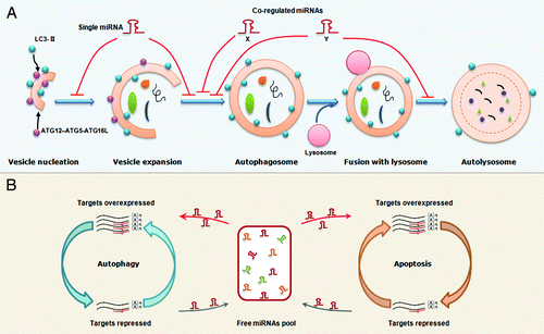 Figure 3. Proposed models that miRNAs regulate the autophagy and the balance between autophagy and apoptosis. (A) An illustration of miRNA regulation of autophagy. A single miRNA can modulate multiple targets in different steps of autophagy. Alternatively, several co-regulated miRNAs can modulate the different steps in a cooperative manner although each miRNA regulates its specific target. (B) A working model for miRNA-mediated crosstalk between autophagy and apoptosis. Transcripts involved in different cellular processes but with common miRNA binding sites can modulate each other by competing for miRNA binding. For example, overexpression of autophagy-related genes will result in binding of more miRNA molecules,thereby leading to fewer miRNA molecules free to bind to apoptosis-related transcripts, which share similar miRNA binding sites. Thus, the miRNA-medicated conversation between autophagy and apoptosis is regular and intensive.