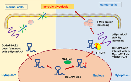 Figure 7. METTL3/DLGAP1-AS2/YTHDF1/m6A/c-Myc axis promotes the aerobic glycolysis of NSCLC.