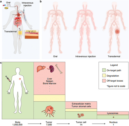 Figure 8. Delivery efficiency under different methods of drug delivery. a) Illustration of the drug transport pathways in the body under different methods of drug delivery. b) Schematic diagram of the distribution of drug concentration under different methods of drug delivery. c) Typical delivery efficiency (about one out of one million) of anti-tumor drugs through intravenous injection [Citation211].