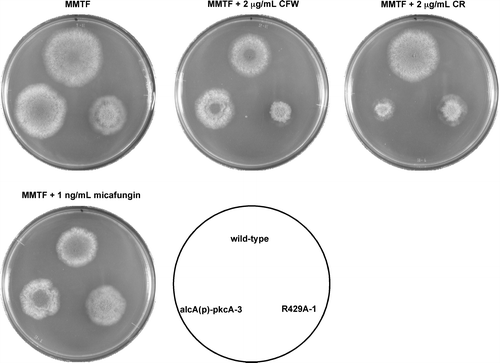 Fig. 2. Sensitivity to cell wall-perturbing agents of R429A-1 under the pkcA(R429A)-inducing condition.Notes: 103 conidia of the wild-type strain (A1149), alcA(p)-pkcA-3, and R429A-1 were inoculated on MMTF and MMTF containing calcofluor white (CFW), Congo red (CR), or micafungin, and incubated for 72 h at 37 °C.