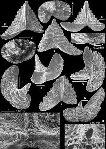 Fig. 11 A–C, Serratognathoides? sp. Sb-c element, AMF.135054, THH10; A–B, oblique upper views (IY49–019, IY49–017), C, close up showing the posterior edge of the unit (IY49–018). D–M, Serratognathus diversus An, 1981. Sc element; D–F, AMF.132591, THH12, D, posterior view (IY12–049), E, basal view (IY12–050), F, anterior view (IY48–018); G, AMF.135055, THH6, inner lateral view (IY12–029); H–I, AMF.135056, THH7, H, basal view (IY48–015), I, upper view (IY12–033); J–M, AMF.135057, THH10, J, posterior view (IY119–037), K, upper view (IY119–033), L, basal-posterior view, close up showing striae structure (IY119–031), M, upper view, close up showing cross-section of the cusp and adjacent denticles (IY119–036). Scale bars=100 μm, unless indicated otherwise.