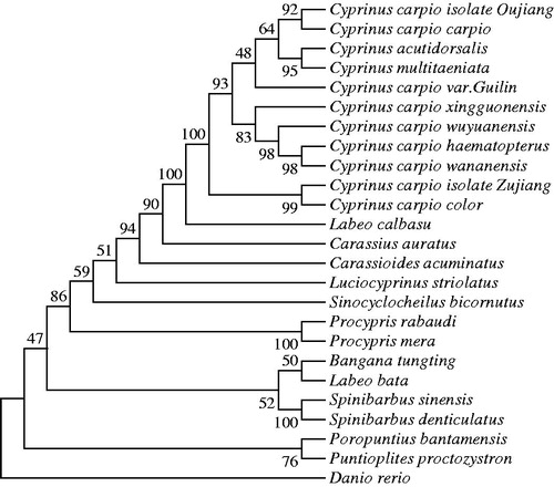 Figure 1. The phylogenetic tree of 25 mitochondrial genomes with Danio rerio as an outgroup based on the neighbor-joining (NJ) and maximum likelihood (ML) analysis by Mega 7.0 program. The bootstrap values were calculated based on 1000 replications. The GenBank accession numbers of the sequences presented are as follows: Cyprinus carpio isolate Oujiang (KP993136.1), Cyprinus carpio carpio (JN105352.1), Cyprinus carpio haematopterus (JX188254.1), Cyprinus carpio wananensis (KF856964.1), Cyprinus carpio wuyuanensis (JN105357.1), Cyprinus carpio xingguonensis (JN105353.1), Cyprinus carpio isolate Zujiang (KP993137.1), Cyprinus carpio color (JX188253.1), Cyprinus acutidorsalis (KR869144.1), Cyprinus multitaeniata (KR869145.1), Carassius auratus (KJ874431.1), Labeo calbasu (JQ231113.1), Luciocyprinus striolatus (AP012525.1), Carassioides acuminatus (KX602324.1), Procypris rabaudi (EU082030.1), Procypris mera (JX316027.1), Bangana tungting (KJ737371.1), Spinibarbus sinensis (KF214722.1), Sinocyclocheilus bicornutus (KX528071.1), Spinibarbus denticulatus (AP013335.1), Poropuntius bantamensis (AP011352.1), Puntioplites proctozystron (AP011247.1), Labeo bata (AP011198.1), Danio rerio (AC024175.3).