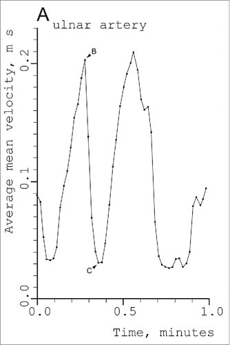 Figure 3. Fluctuations in blood velocity in the right ulnar artery in a 27-year-old male subject in a comfortably warm environment (24–28° C). The points show the time average for each cardiac cycle of the cross-sectional mean of the blood of the blood velocities in the vessel as a function of time. (From Thoresen and WalløeCitation14). © Blackwell Publishing. Reproduced by permission of Blackwell Publishing. Permission to reuse must be obtained from the rightsholder.