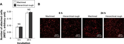 Figure 6 Attachment of osteoblasts to zirconia surfaces during the initial stage of culture.Notes: Osteoblasts were cultured on machined and hierarchical rough zirconia surfaces. (A) The number of attached cells after 6 and 24 h incubations evaluated by the WST-1 assay. (B) Confocal microscopic images of osteoblast cultures on zirconia surfaces. NS, no statistically significant difference between the two different surfaces.