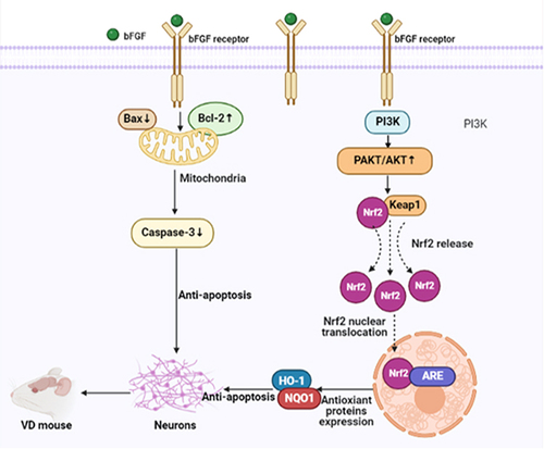 Figure 9 Molecular mechanisms of the bFGF reversal of neuronal apoptosis in VD mice through the regulation of the concentrations of apoptosis-related proteins and the activation of the PI3K/AKT/Nrf2 signalling pathway to inhibit oxidative stress.