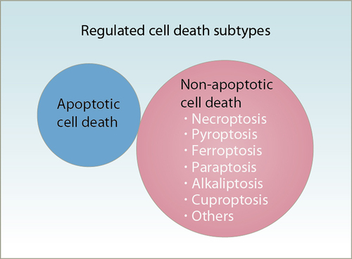 Figure 3. Types of regulated cell death. Regulated cell death is a biologically controlled process involved in various physiological or pathological events. It can be divided into apoptotic and non-apoptotic cell death. Compared with apoptosis, which generally requires the activation of caspase proteases, non-apoptotic cells are mostly caspase-independent and have the morphological characteristics of necrosis.