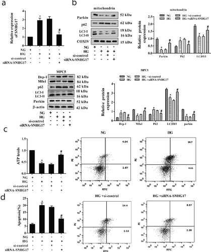 Figure 3. Silencing SNHG17 promoted mitophagy and reduced apoptosis of podocytes. MPC5 cells were transfected with si-control or siRNA-SNHG17, then treated with HG (25 mM) for 24 h. a. The transfection efficiency of siRNA-SNHG17 was measured by qRT-PCR. b: The protein levels of Parkin, p62, and LC3 in the mitochondria of MPC5 cells were detected using western blot. The protein levels of Mfn1, p62, LC3, Parkin, and Drp-1 in MPC5 cells were detected using western blot. c. ATP level was detected using the ATP Bioluminescence Assay Kit. d. The apoptosis of podocytes was detected using the flow cytometry method. Three replicates were used. *p < 0.05 vs NG; #p < 0.05 vs HG+si-control.