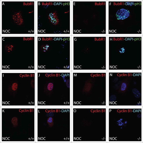 Figure 8. Immunohistochemical analysis of BubR1 and Cyclin B1 during mitosis. BubR1 (red, A-H) or Cyclin B1 (red, I-P), Histone H3 pSer10 (pH3, green) and DAPI (blue) were detected by immunohistochemistry. Following 18 hour nocodazole (NOC), BubR1 expression was found to be absent throughout prophase in B56γ- (−/−) MEFs (E-H) but present in the wild type (+/+) MEFs (A-D). Less Cyclin B1 was observed in the nocodazole treated B56γ- MEFs (M, N) at early prophase compared with wild type MEFs (I, J). By late prophase, Cyclin B1 was not detectable (O, P) but present in the wild type MEFs (K, L). All images were captured at 60X magnification. Data are representative of 3 independent experiments from approximately 50 different cells from each genotype.