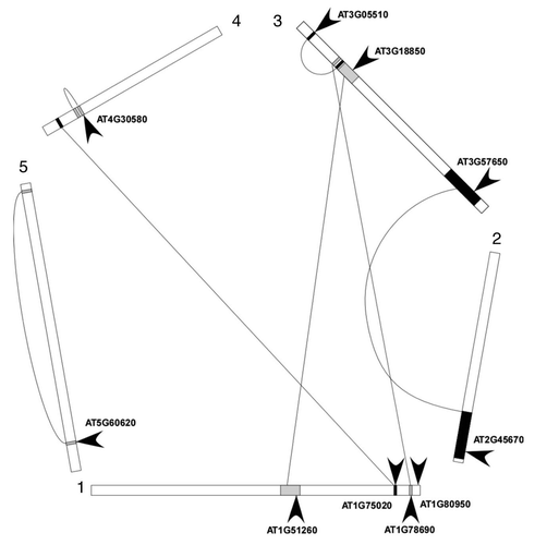 Figure 1 Lysophospholipid acyltransferase genes in the Arabidopsis thaliana genome. Linked boxes depict duplicated segments overlapping LPAAT genes as defined in Blanc et al. (2003)Citation6 (wolfe.gen.tcd.ie/athal/dup).