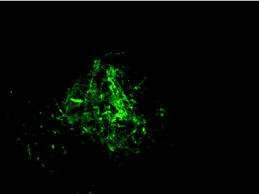 Figure 4. Fluorescence microscopy (20X capture) analysis of mycelia obtained from pEGFP75 transformed fungus.