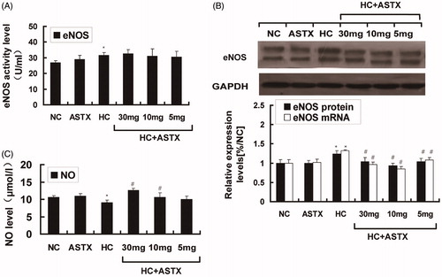Figure 2. Effect of ASTX on NO levels, eNOS activity in serum and eNOS expression in the aortic arch. Hyperlipidemic rats were treated with solvent or ASTX, and the blood samples and aortic arches were analyzed. (A) Total RNA and eNOS mRNA expression levels in experimental rats fed with a high-fat diet were determined by qRT-PCR. GAPDH was used as the standard housekeeping gene. (B) Western blots show the eNOS protein in cell lysates of rats under a high-fat diet. Equal amounts of cellular protein extracts were loaded on 10% SDS-PAGE gels. A double band of eNOS protein (w136 kDa) was detected at different concentrations in all tested samples. GAPDH (w37 kDa) was used to control equal loading. eNOS activity (C) and NO levels (D) were analyzed with commercial kits. Data are expressed as mean ± SEM of blood samples (n = 10) and aortic arch samples (n = 3); *p < 0.05, compared with rats fed with a normal diet; #p < 0.05, ##p < 0.01, compared with rats fed with a high-fat diet.