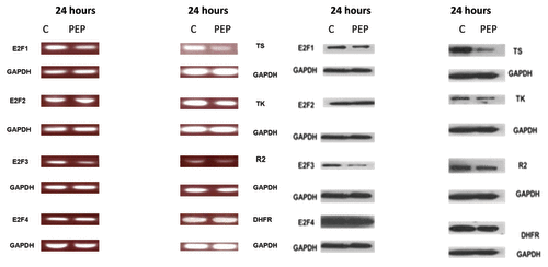 Figure 3. The PEP downregulates mRNA and protein levels of target genes. mRNA and protein levels were measured following a 24 h exposure of H-69 cells to the PEP. Left panel shows results of RT-PCR for E2F-1 targets TS, RR2, E2F-2, E2F-3, E2F-4, and DHFR using mRNA isolated from H-69 cells treated with PEP or control peptide (C) at the indicated concentrations for 24 h. Right panel shows result of western blots using antibodies against these proteins.