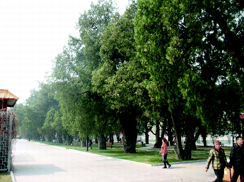 Figure 1. The big-diameter old cypress (Platycladus orientalis or Thuja orientalis) at Zhongshan Park, which includes the Sajik Altar of Beijing.