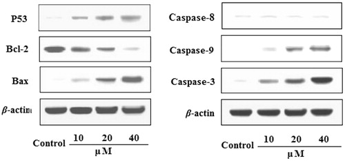 Figure 2. Effects of EDN on the expression of P53, Bcl-2, Bax, caspase-9 and caspase-3 in A549 cells.