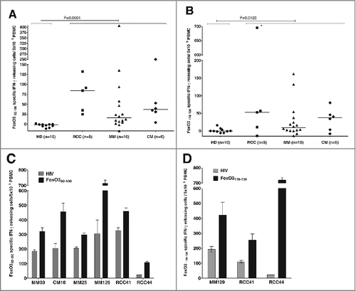 Figure 1. T-cell responses against FoxO3 in cancer patients compared to healthy individuals. (A–D) Peripheral blood mononuclear cells (PBMCs) derived from cancer patients or healthy donors were assayed for reactivity to FoxO3 peptides by interferon γ (IFNγ) ELISPOT assay. (A) T-cell responses against the FoxO392–100 (LLLEDSARV) peptide as measured by interferon γ (IFNγ) ELISPOT. PBMCs from 5 patients with renal cell carcinoma (RCC), 16 with malignant melanoma (MM), 6 breast cancer patients (CM) and 10 healthy donors (HD), were stimulated once with peptide and screened for responses against FoxO392–100 using IFNγ ELISPOT. The average number (in triplicates) of FoxO392–100-specific spots (after subtraction of spots with irrelevant HIVpol476–484 added peptide) was calculated per 5 × 105 PBMCs for each patient. A Mann-Whitney test was used to determine the significance of the response against the FoxO392–100 peptide in cancer patients compared to healthy donors; P-value = 0.0001. (B) In vitro IFNγ ELISPOT responses against the FoxO3118–126 (GLSGGTQAL) peptide measured in a similar manner as for the FoxO392–100 peptide. The average number (in triplicates) of FoxO3118–126 -specific spots (after subtraction of spots with irrelevant HIVpol476–484 peptide) were calculated per 5 × 105 PBMCs for each patient, with the exception of patient RCC44 (as indicated with *) who displayed a robust response per 2 × 105 PBMCs. A Mann-Whitney test was used to determine the significance of reactivity of FoxO3118–126 specific T cells in cancer patients compared to healthy donors; P-value = 0.0125. (C) Examples of significant ELISPOT responses to FoxO392–100 (black bars) as compared to irrelevant HIVpol476–484 peptide (gray bars) among PBMCs from different cancer patients, including 3 melanoma patients (MM03, MM25 and MM129), a breast cancer patient (CM.16) and 2 renal cell carcinoma patients (RCC41 and RCC44). (D) Examples of significant ELISPOT responses to FoxO3118–126 (black bars) as compared to irrelevant HIVpol476–484 peptide (gray bars) in PBMCs from different cancer patients, including a melanoma patient (MM129) and 2 renal cell carcinoma patients (RCC41and RCC44).