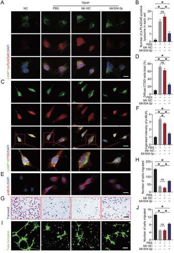Figure 8. Overexpression of Mir504-5p suppressed PLA2G4E and protected the function of HUVECs. (A) Immunofluorescence staining of LAMP1 and p-PLA2G4E in HUVECs exposed to different treatments for 24 h (NC, TBHP, TBHP + Mir-NC or TBHP + Mir504-5p mimic). Scale bars: 20 μm. (B) Comparison of the number of p-PLA2G4E-positive lysosomes in each HUVEC among the four groups. Data are expressed as the means ± SEM (n = 6). (C) Immunofluorescence staining of LAMP1 and CTSD in HUVECs exposed to different treatments for 24 h (NC, TBHP, TBHP + Mir-NC or TBHP + Mir504-5p mimic). Scale bars: 20 μm. (D) Comparison of the ratio of diffuse CTSD cells (refer to HUVECs) among the four groups. Data are expressed as the means ± SEM (n = 6). (E) Immunofluorescence staining of p-MLKL in HUVECs exposed to different treatments for 24 h (NC, TBHP, TBHP + Mir-NC or TBHP + Mir504-5p mimic). Scale bars: 20 μm. (F) Quantification of the integrated intensity of p-MLKL in HUVECs. Data are expressed as the means ± SEM (n = 6). (G) Cell migration assays were performed on HUVECs after 24 h of different treatments (NC, TBHP, TBHP + Mir-NC or TBHP + Mir504-5p mimic), and the presented results were obtained after 12 h of culture. Scale bars: 200 μm. (H) Quantification and analysis of the number of migrated cells (refer to HUVECs). Data are expressed as the means ± SEM (n = 6). (I) An in vitro angiogenesis (tube formation) assay was performed on HUVECs after 24 h of different treatments (NC, TBHP, TBHP + Mir-NC or TBHP + Mir504-5p mimic), and the presented results were obtained after 6 h of culture. Scale bars: 200 μm. (J) Quantification and analysis of tube length (pixels; ×104). Data are expressed as the means ± SEM (n = 6). Significance: *p < 0.05.