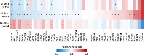 Figure 1 Heatmap of proteins significantly affected by SNI, DTMP, and LR-SCS groups (n = 49). (*Denotes significant change in protein expression for No-SCS (SNI) animals relative to No-SNI and both DTMP and LR-SCS relative to SNI; p < 0.05).