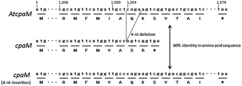 Fig. 3. Aligned sequences of nucleotides and amino acids of AtcpaM, cpaM, and cpaM with insertion of 4-nucleotide adjacent to the (corresponding) position where 4-nucleotide deletion occurs in cpaM.