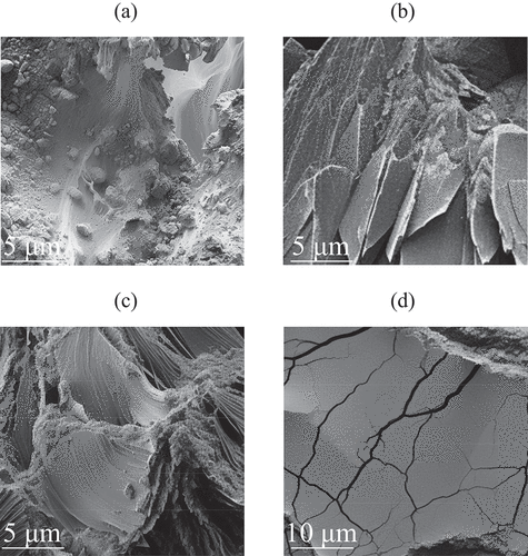 Figure 2. SEM images of ordinary slag and alkali slag cross-sections (a, b, c show the SEM images of slag at 5 μm scale; d show the SEM image of alkali slag cross-section at 10 μm scale).