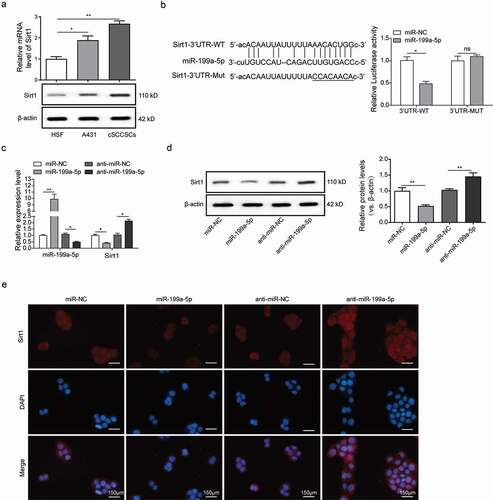 Figure 3. MiR-199a-5p directly targeted the expression of Sirt1. (a) The expression of Sirt1 in HSF, A431 and cSCCSCs were detected by Q-PCR and Western blot respectively. (b) The predicted binding site between miR-199a-5p and Sirt1 3ʹUTR was analyzed using starBase software (Guangzhou, China) and verified by luciferase assay. (c) QPCR analysis for the expression of miR-199a-5p and Sirt1 in A431 cells transfected with miR-199a-5p mimic (miR-199a-5p) or inhibitor (anti-miR-199a-5p) compared with corresponding negative controls (miR-NC and anti-miR-NC). (d) Western blot analysis for Sirt1 expression in A431 cells as described in C. (e) Immunofluorescence analysis for Sirt1 in A431 cells as described in C (scale bar = 150μm). ** p < 0.01, *** p < 0.001.