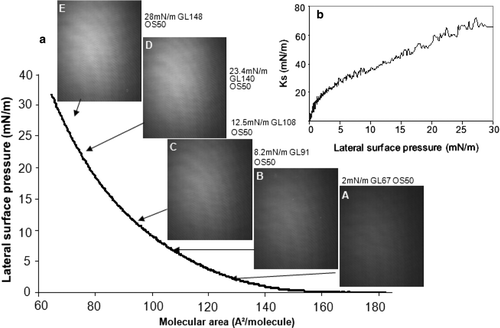 Figure 1.  Compression of a DMPG monolayer: (a) Surface pressure-molecular area isotherm and BAM images recorded during compression; (b) Ks evolution as function of surface pressure. Lateral surface pressure in mN/m, grey level (GL) and obturation speed (OS) are indicated on each image. Subphase: 0.1 mM EDTA, 20 mM Tris HCl buffer, pH 7.4, 21°C.