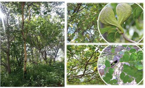 Figure 2. General view of late-successional stage of Seasonally dry tropical forest (Caatinga) at rainy season (a); Aspidosperma pyrifolium (Apocynaceae) and a branch with leaves and green fruits in details (b) and Cenostigma pyramidale (Fabaceae) and the leaves in details (c)