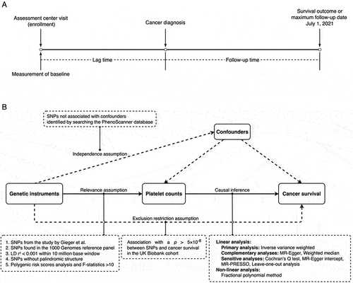 Figure 1. Schematic representation of the cohort study design (A) and the two-sample Mendelian randomization analysis (B).